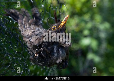 Un blackbird est accroché et incapable de s'échapper dans des filets qui ont été mis en place pour protéger les fruits mous sur une allotissement ou un jardin. L'oiseau devra être secouru de son équipement de départ et replacé libre. Banque D'Images