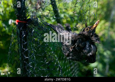 Un blackbird est accroché et incapable de s'échapper dans des filets qui ont été mis en place pour protéger les fruits mous sur une allotissement ou un jardin. L'oiseau devra être secouru de son équipement de départ et replacé libre. Banque D'Images