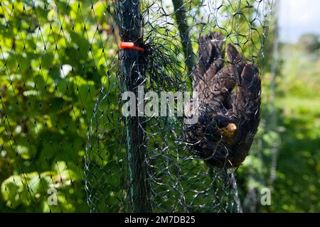 Un blackbird est accroché et incapable de s'échapper dans des filets qui ont été mis en place pour protéger les fruits mous sur une allotissement ou un jardin. L'oiseau devra être secouru de son équipement de départ et replacé libre. Banque D'Images