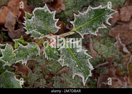 Branche de Holly avec cristaux de glace sur les bords et sur les épines des feuilles Banque D'Images