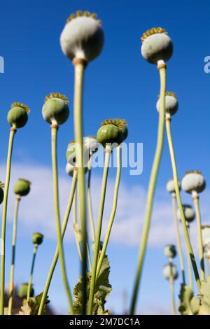 Les têtes de graines de grosses plants de pavot debout agagagaginst un ciel bleu sur une allotissement au Royaume-Uni. Les plantes souvent cultivées dans l'extrême-Orient pour la drogue opium ressemblent à des êtres étrangers étranges. Banque D'Images