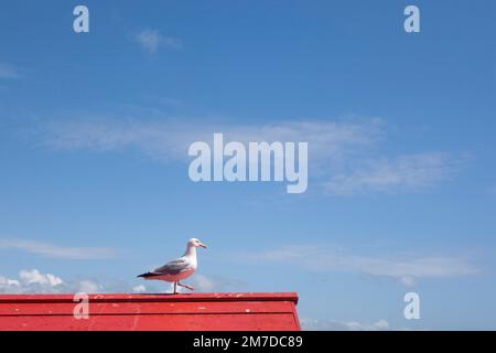 Un segull debout sur le haut d'un bâtiment en bois au toit rouge sur une plage. Avec un ciel bleu et le soleil est l'une scène du temps chaud et les vacances d'été. Banque D'Images