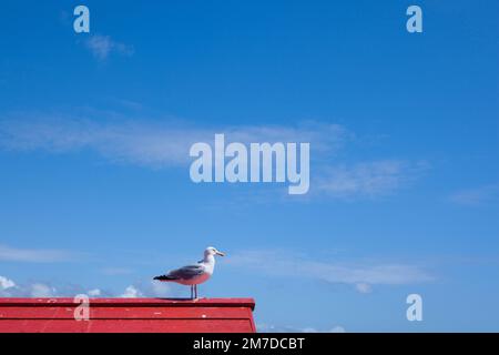 Un segull debout sur le haut d'un bâtiment en bois au toit rouge sur une plage. Avec un ciel bleu et le soleil est l'une scène du temps chaud et les vacances d'été. Banque D'Images