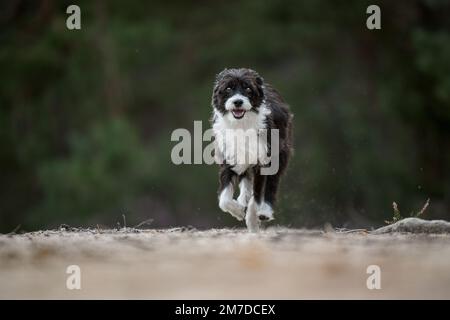 Joli chien courant dans un champ Banque D'Images