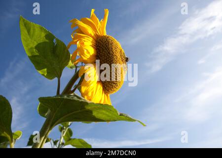 Un grand et vaste ensemble de tournesol contre un ciel bleu profond et brillant au soleil, les abeilles recueillent le pollen des fleurs au soleil. Banque D'Images