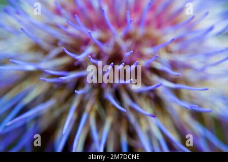 Un très gros plan detaile dimage de la tête de floraison du cardoon, Cynara cardunculus hurle des épis violets profonds sur l'artichaut comme la fleur. Banque D'Images