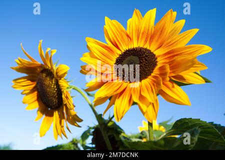 Un grand et vaste ensemble de tournesol contre un ciel bleu profond et brillant au soleil, les abeilles recueillent le pollen des fleurs au soleil. Banque D'Images