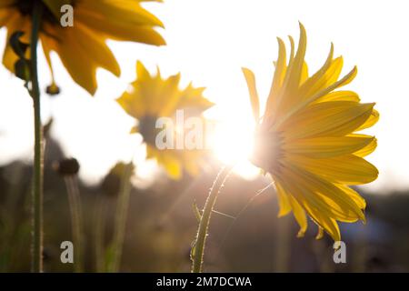 Une grande Marguerite jaune, comme une fleur, brille dans la lumière du lever du soleil tôt le matin. Banque D'Images