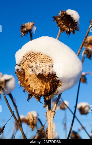 Des têtes de tournesol séchées et mortes recouvertes d'une couche de neige et se couchent contre un ciel bleu profond au cours d'un hiver glacial. Banque D'Images