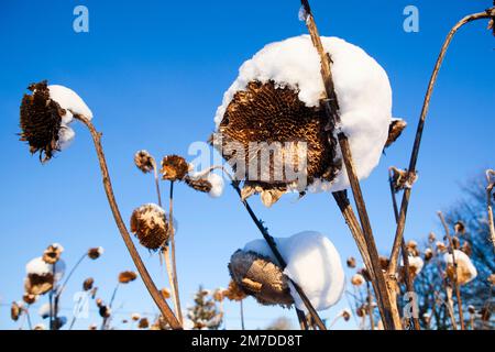 Des têtes de tournesol séchées et mortes recouvertes d'une couche de neige et se couchent contre un ciel bleu profond au cours d'un hiver glacial. Banque D'Images