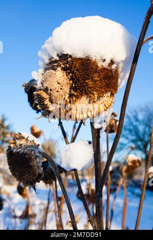 Des têtes de tournesol séchées et mortes recouvertes d'une couche de neige et se couchent contre un ciel bleu profond au cours d'un hiver glacial. Banque D'Images