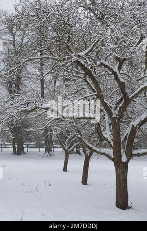 Les arbres recouverts d'une bonne couche de neige pendant l'hiver au Royaume-Uni. Banque D'Images