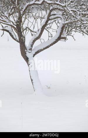 Les arbres recouverts d'une bonne couche de neige pendant l'hiver au Royaume-Uni. Banque D'Images