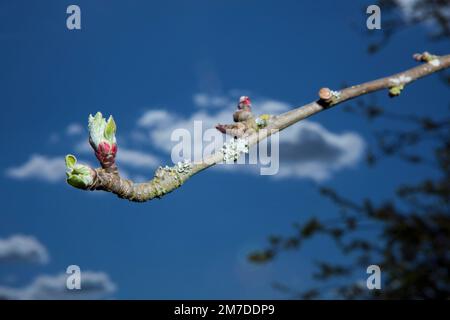 Les jeunes bourgeons frais d'un petit pommier commencent à pousser au soleil chaud sous un ciel bleu profond à l'extrémité d'une branche mince. Banque D'Images