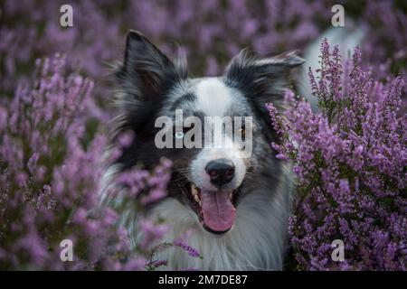 Border collie chien en fleurs de bruyère Banque D'Images