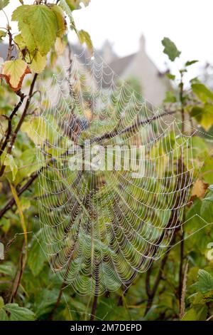 Toiles d'araignées couvertes de gouttes de rosée sur un allotissement ou jardin dans le soleil matinal. Banque D'Images