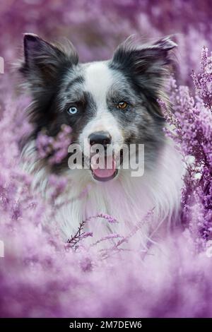Border collie chien en fleurs de bruyère Banque D'Images