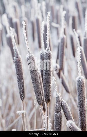 Les bules sont recouverts d'un revêtement de givre épais ou de givre de rime au milieu de l'hiver. Banque D'Images