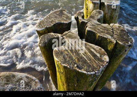 groyne unique sur la plage. forme du bois. Sable et eau de mer autour du tronc de l'arbre. Paysage de la côte Banque D'Images