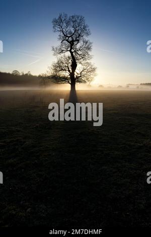 Coucher du soleil ou au crépuscule dans la campagne britannique et cette scène montre Cotswolds la silhouette des grands arbres entouré de brouillard et de brume dans un paysage mystérieux à la recherche, comme les rayons solaires percent la brume et de briller à travers les branches. Banque D'Images