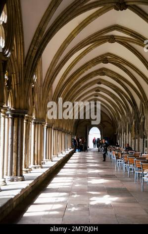 Café dans le cloître et voûté de la cathédrale gothique anglaise de Salisbury à Salisbury, Wiltshire, Angleterre. Banque D'Images