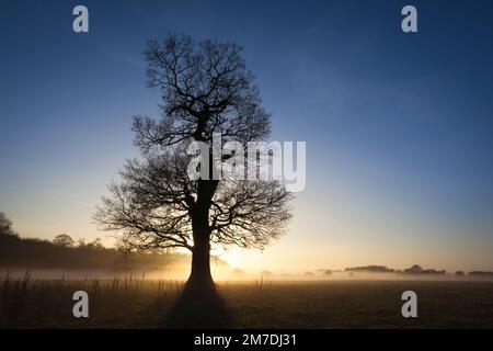 Coucher du soleil ou au crépuscule dans la campagne britannique et cette scène montre Cotswolds la silhouette des grands arbres entouré de brouillard et de brume dans un paysage mystérieux à la recherche, comme les rayons solaires percent la brume et de briller à travers les branches. Banque D'Images