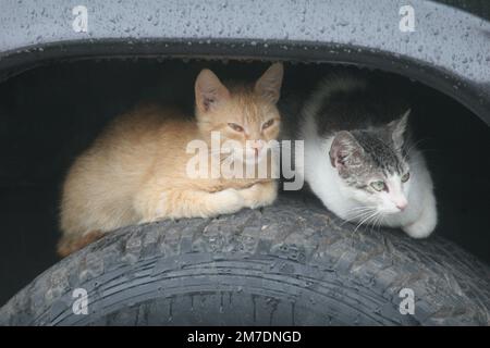 Deux chats sur le dessus du pneu de la voiture garée Banque D'Images