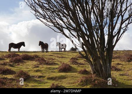 Exmoor ponies sur le chemin côtier sud-ouest Banque D'Images