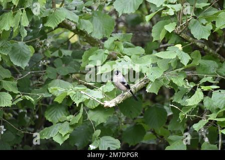 Femelle eurasienne Bullfinch (Pyrrhula pyrrhula) perchée sur une branche protubérante d'un fond de couverture feuillu, en profil gauche avec tête en face, au Royaume-Uni Banque D'Images