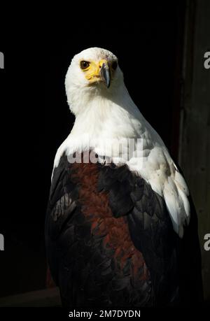 Aigle à poissons africains Haliaeetus vocifer ou l'aigle à la mer africaine, une grande espèce d'aigle trouvée dans toute l'Afrique subsaharienne. Banque D'Images