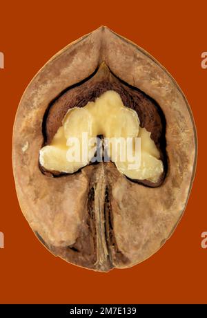 Moitié de noyer, isolé sur fond blanc, gros plan Banque D'Images