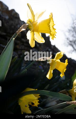 Un bouquet de fleurs de jonquille fraîches au soleil éclatant. Banque D'Images