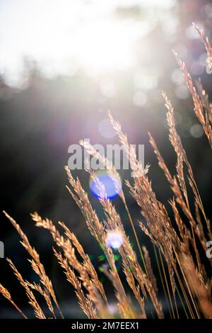 Fines herbes ornementales rétro-éclairées par le soleil couchant. Banque D'Images