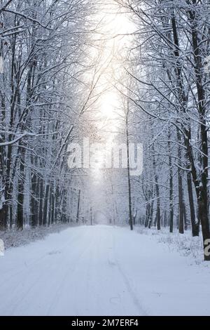 La route dans la forêt enneigée. Journée d'hiver dans le parc. Les arbres sont couverts de neige blanche Banque D'Images