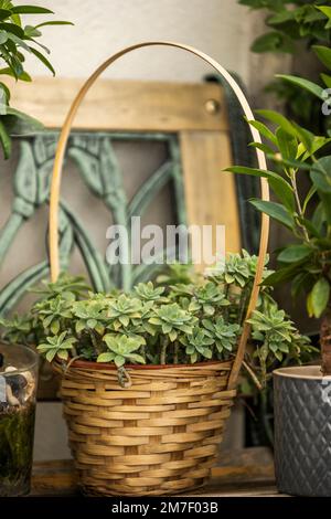 Panier de jardin tissé avec des fibres et des roseaux pleins de plantes succulentes sur un banc en bois Banque D'Images