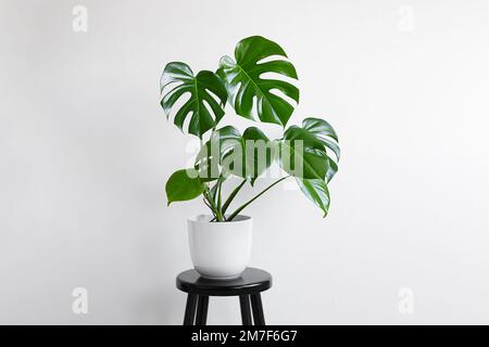 Jeune plante de Monstera deliciosa ou de la plante de fromage suisse dans un pot de fleur blanche sur le fond clair avec l'espace de copie, le jardinage à la maison et la connexion W Banque D'Images