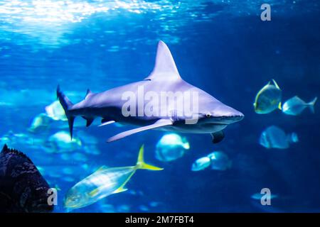 Requin dans l'eau. Créature aquatique. Monde de l'eau. Faune de la mer, de l'océan, du lac et de la rivière. Zoo et zoologie. Photographie de la nature et des animaux. Banque D'Images
