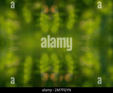 Arrière-plan abstrait de la plante, défocalisation de l'herbe Banque D'Images