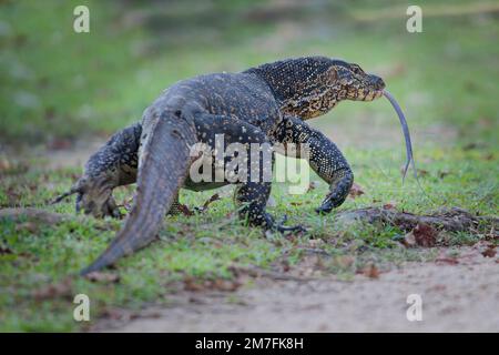 Surveillance de l'eau adulte lézard varanus salvator marchant sur l'herbe Sri Lanka Banque D'Images