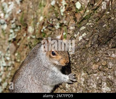 Le jeune Gray Squirell s'accroche à un tronc d'arbre au parc Devonport à Plymouth Devon. Ces créatures mignons sont sur l'Union internationale pour la conservation o Banque D'Images