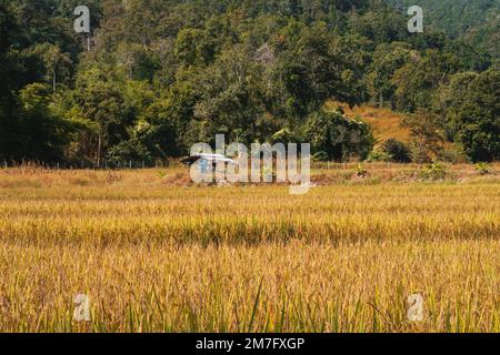 Petit abri en bois sur champ de riz jaune dans le nord de la Thaïlande Banque D'Images