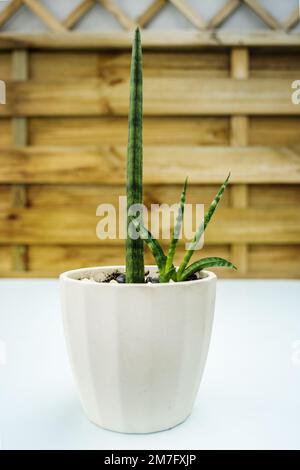 Pot avec sansevieria cylindrica avec deux nouvelles pousses sur une terrasse avec un treillis en bois Banque D'Images