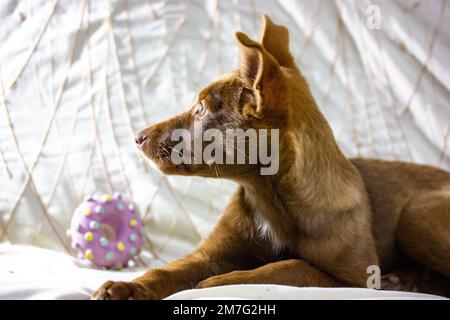 Posenco ibicenco, chien de chasse ibisan greyhound. Portrait d'un chiot rouge et marron drôle de chiot pup avec les yeux tristes couché sur un canapé à l'intérieur. pla pour animaux domestiques Banque D'Images