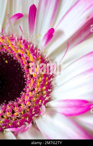Gros plan d'un gerbera rose et blanc. Banque D'Images