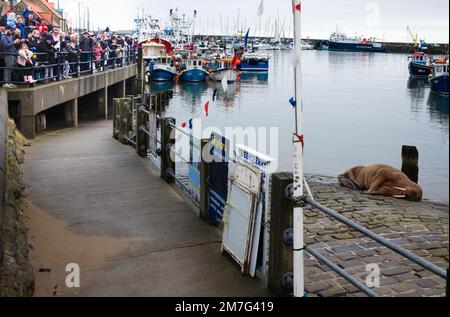 Thor le morse reposant dans le port de Scarborough pendant que les visiteurs regardent Banque D'Images