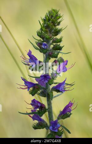 Fleurs et plante Echium plantagineum (herbe de vipère) Banque D'Images