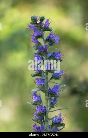 Fleurs et plante Echium plantagineum (herbe de vipère) Banque D'Images