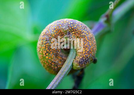 Puccinia coronata aux champignons Banque D'Images