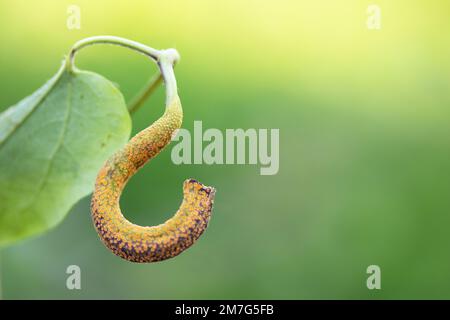 Puccinia coronata aux champignons Banque D'Images