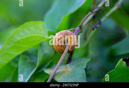 Puccinia coronata aux champignons Banque D'Images